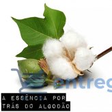 Perfumes Fator 5 RJ