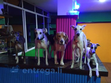 Senhor Galileu Centro de Bem-Estar Animal